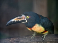 Es gibt mindestens vier Tukan-Arten in Costa Rica.